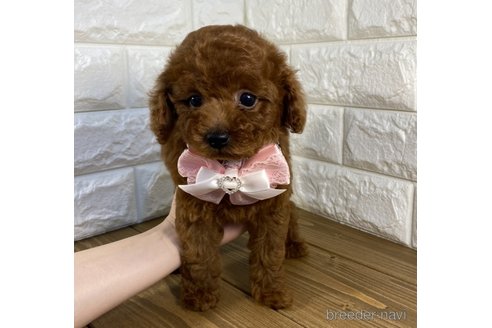 成約済の茨城県のトイプードル-246014の3枚目