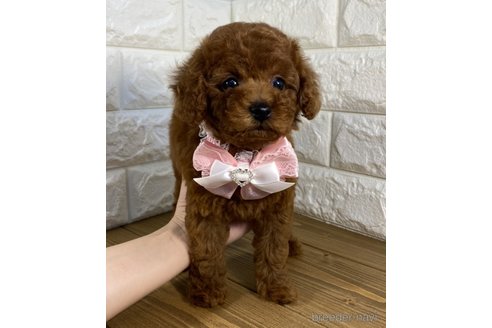 成約済の茨城県のトイプードル-246014の4枚目