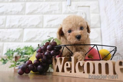 成約済の滋賀県のトイプードル-243413の1枚目