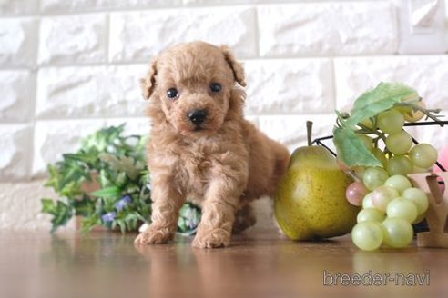 成約済の滋賀県のトイプードル-243413の3枚目