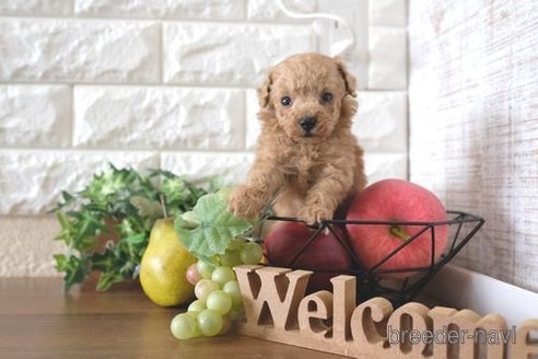 成約済の滋賀県のトイプードル-243413の2枚目