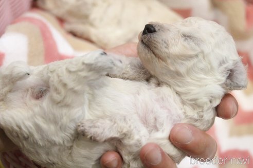 成約済の愛知県のトイプードル-242978の25枚目