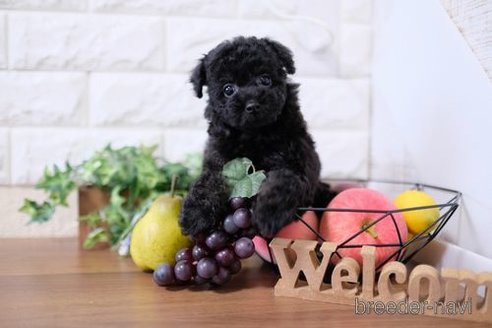 成約済の滋賀県のトイプードル-243416の1枚目