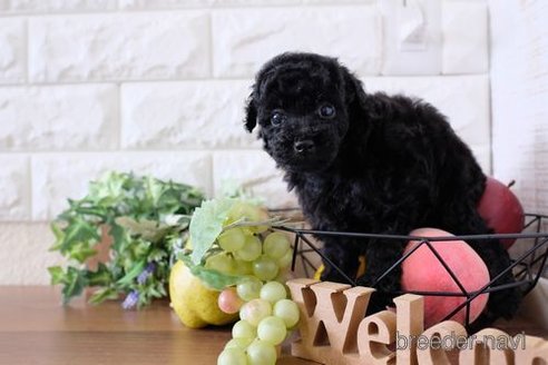 成約済の滋賀県のトイプードル-243416の3枚目