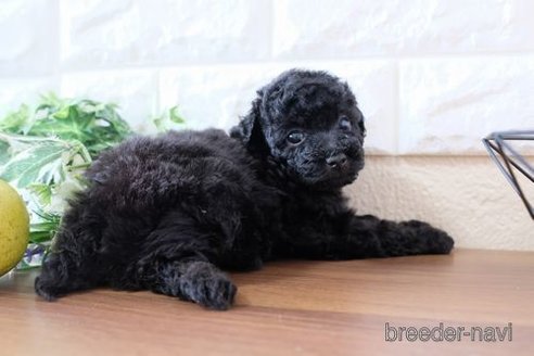 成約済の滋賀県のトイプードル-243416の2枚目