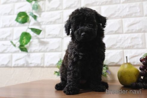 成約済の滋賀県のトイプードル-243417の1枚目