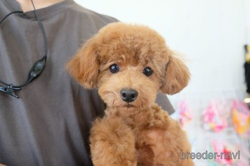 成約済の滋賀県のトイプードル-243417の4枚目