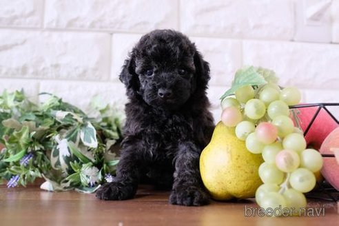 成約済の滋賀県のトイプードル-243417の3枚目