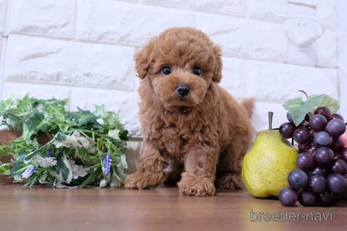 成約済の滋賀県のトイプードル-243419の6枚目