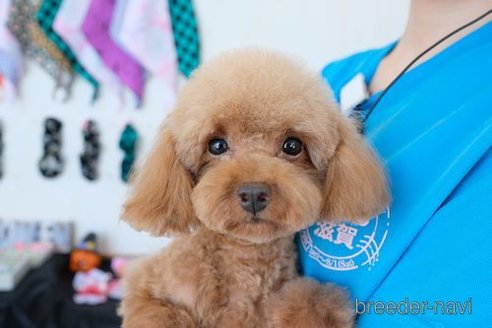 成約済の滋賀県のトイプードル-243419の4枚目