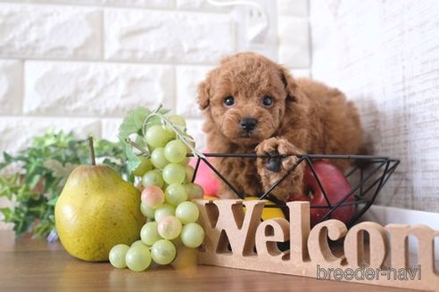 成約済の滋賀県のトイプードル-243419の2枚目