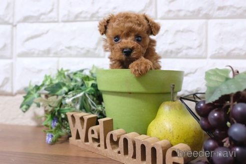 成約済の滋賀県のトイプードル-243420の1枚目