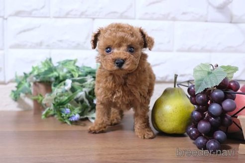 成約済の滋賀県のトイプードル-243420の6枚目