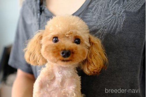 成約済の滋賀県のトイプードル-243420の5枚目