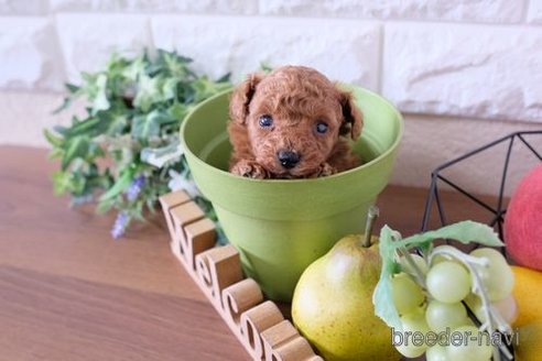 成約済の滋賀県のトイプードル-243420の3枚目