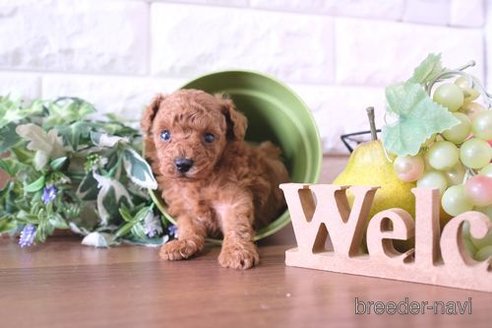 成約済の滋賀県のトイプードル-243420の2枚目