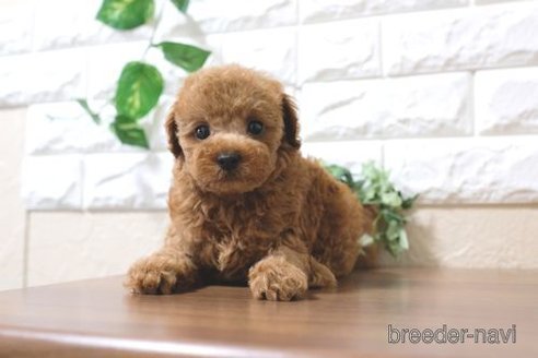 成約済の滋賀県のトイプードル-243421の1枚目