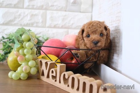 成約済の滋賀県のトイプードル-243421の2枚目