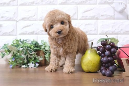 成約済の滋賀県のトイプードル-243424