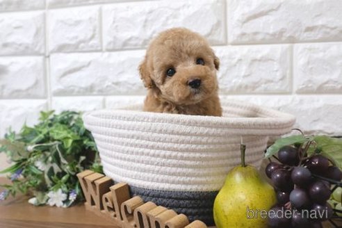 成約済の滋賀県のトイプードル-243424の6枚目