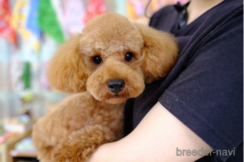 成約済の滋賀県のトイプードル-243424の5枚目