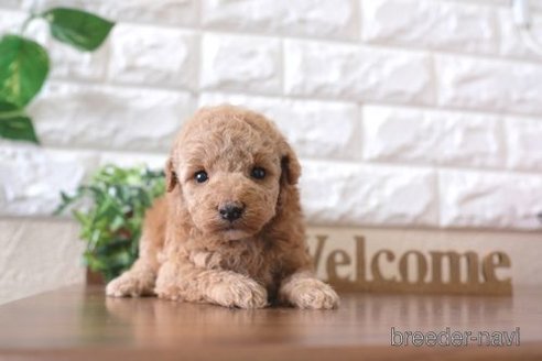 成約済の滋賀県のトイプードル-243424の2枚目