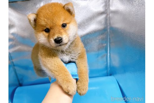 成約済の東京都の豆柴-246099の2枚目