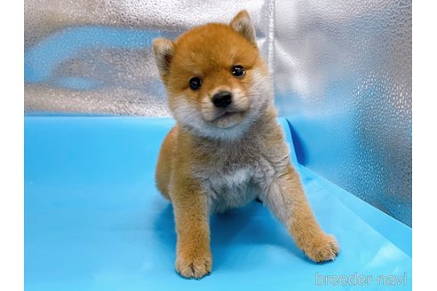 成約済の東京都の豆柴-246099の1枚目