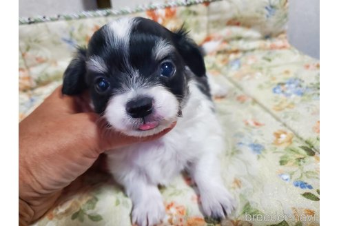 成約済の神奈川県のチワワ(ロングコート)-242812の1枚目