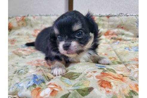 成約済の神奈川県のチワワ(ロングコート)-242811の11枚目