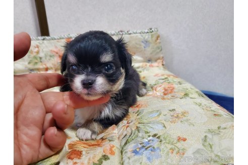 成約済の神奈川県のチワワ(ロングコート)-242811の9枚目