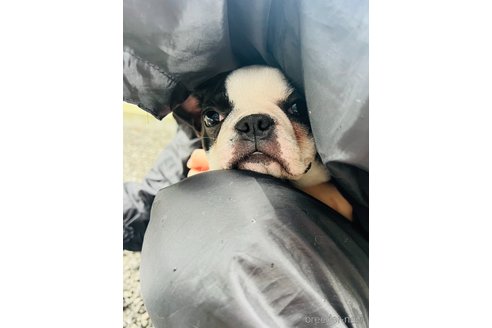 成約済の山梨県のボストンテリア-234611の5枚目