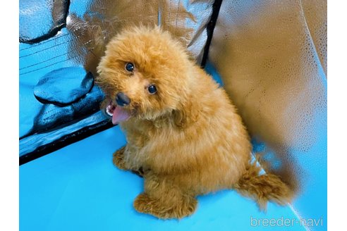 成約済の東京都のトイプードル-225920の6枚目