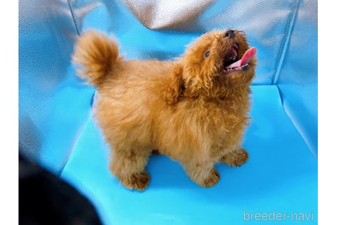 成約済の東京都のトイプードル-225920の3枚目