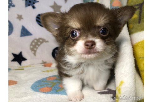 成約済の千葉県のチワワ(ロングコート)-246098の3枚目