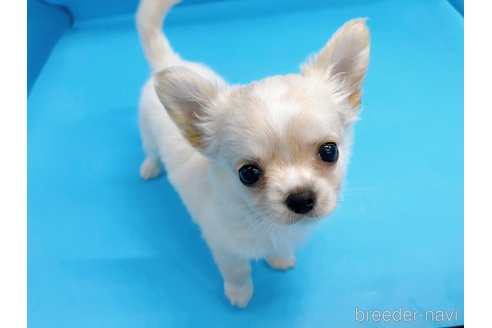 成約済の東京都のチワワ(ロングコート)-246106の2枚目