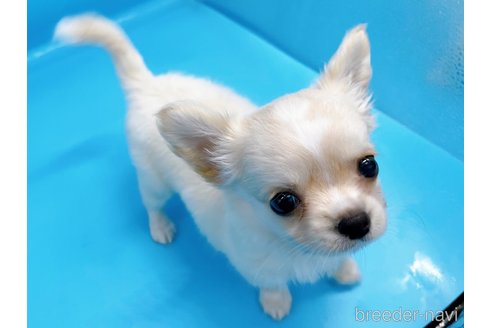 成約済の東京都のチワワ(ロングコート)-246106の3枚目