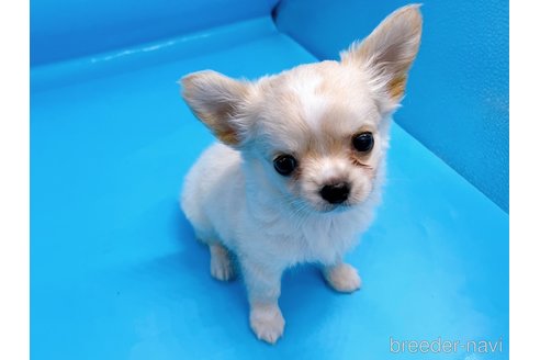 成約済の東京都のチワワ(ロングコート)-246106の4枚目