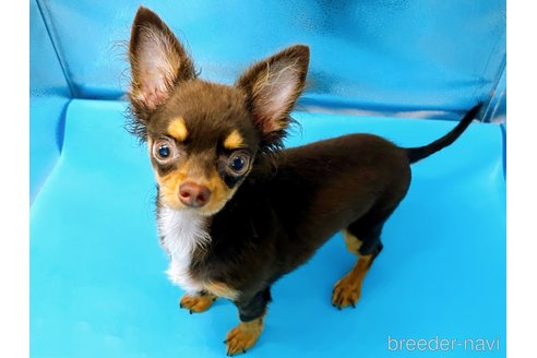 成約済の東京都のチワワ(ロングコート)-246115の1枚目