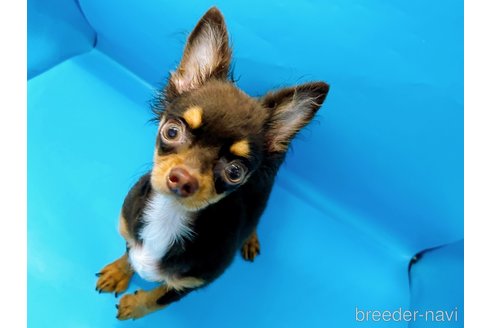 成約済の東京都のチワワ(ロングコート)-246115の3枚目