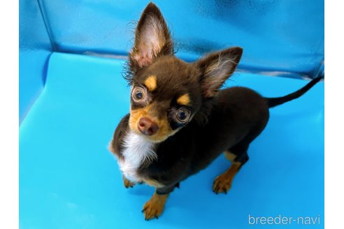 成約済の東京都のチワワ(ロングコート)-246115の4枚目