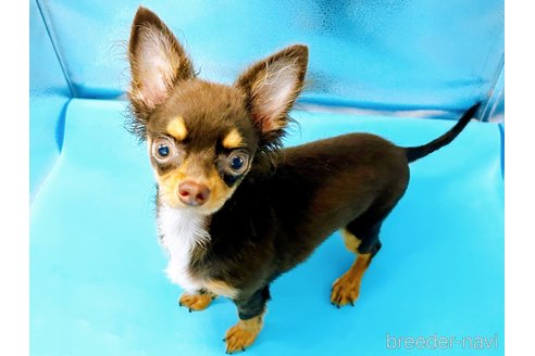 成約済の東京都のチワワ(ロングコート)-246115の5枚目