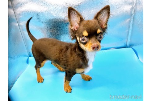 成約済の東京都のチワワ(ロングコート)-246115の2枚目