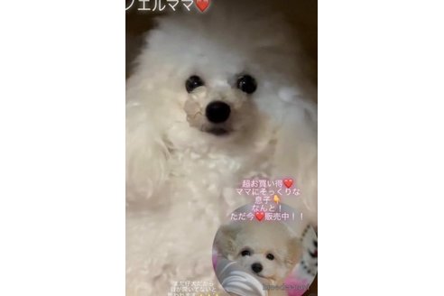 成約済の香川県のタイニープードル-246134の2枚目