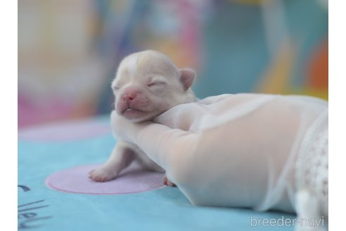 成約済の埼玉県のミックス犬-246161の13枚目