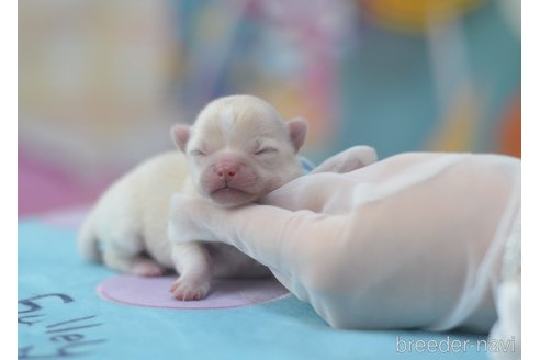 成約済の埼玉県のミックス犬-246161の12枚目