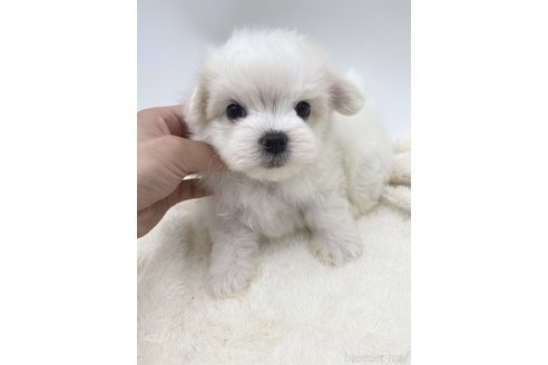 成約済の愛知県のマルチーズ-245401