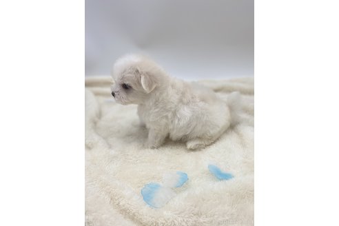 成約済の愛知県のマルチーズ-245401の5枚目