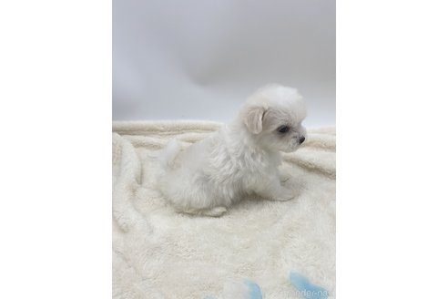 成約済の愛知県のマルチーズ-245401の3枚目