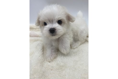 成約済の愛知県のマルチーズ-245401の2枚目